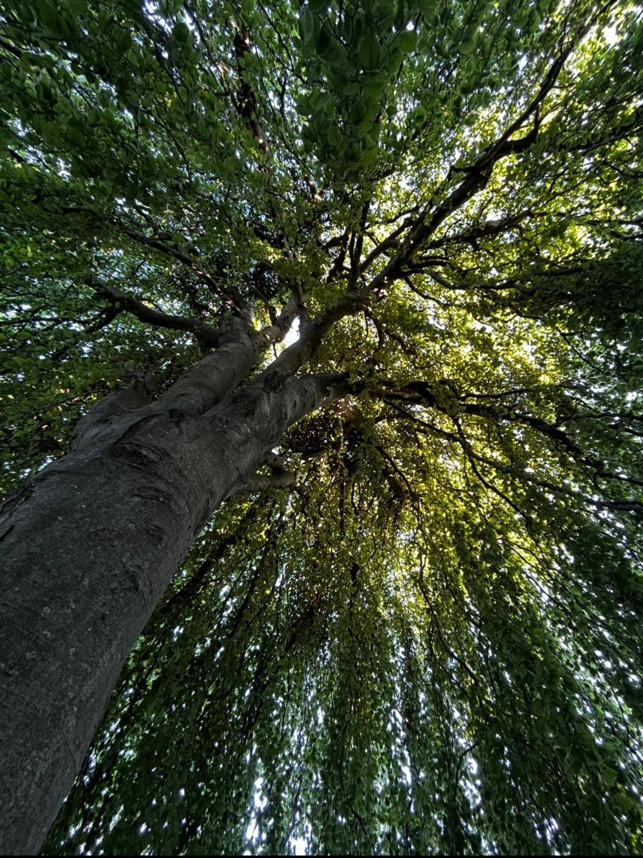 Maestrale Lägenhet Nebbiuno Exteriör bild
